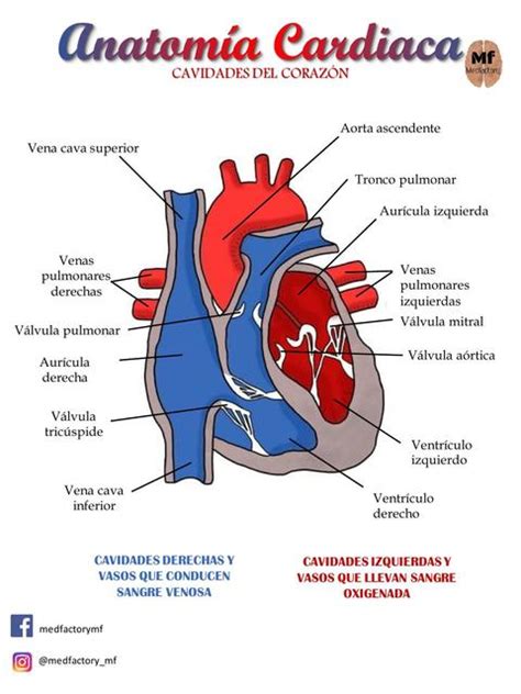 Anatomia Cardiaca Cavidades Medfactory Medfactory Udocz