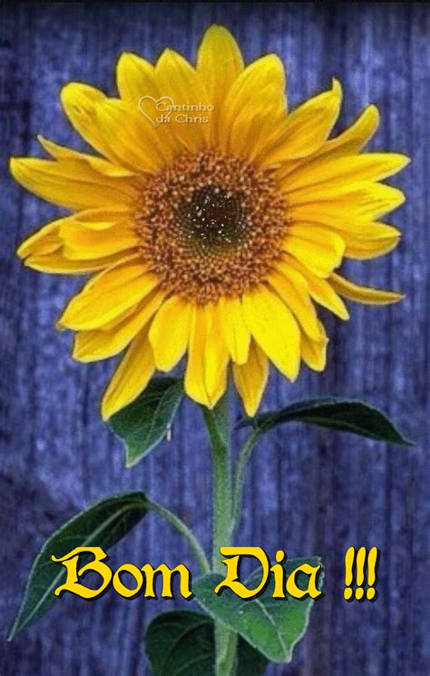 Bom Dia ☕ Sunflower Plants Happy Flowers