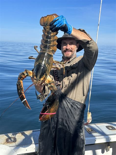 Lobstermen Face Hypoxia In Outer Cape Waters Inside Climate News