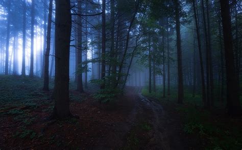 Nature Evening Mist Forest Path Landscape Trees Dark Wallpapers