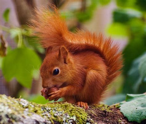 First Ever Rare Baby Red Squirrels Born At Longleat Safari Park