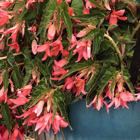 Begonia San Francisco Buy Begonia Annuals Online