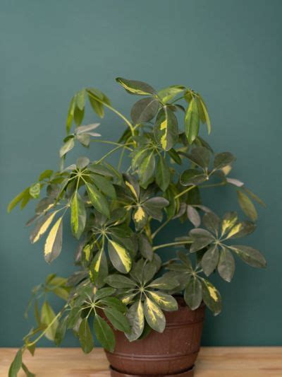 Growing Schefflera Tips For Schefflera Plant Care Gardeningknowhow
