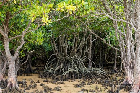 Mangrove Forests Of Okinawa Okinawa Nature Photography