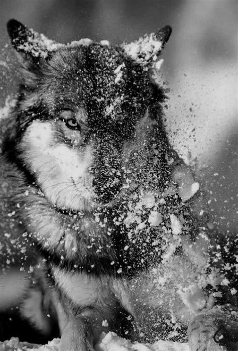 Pin By Velvet Rain On For The Love Of Wolves Wolf Photos Wolf Love