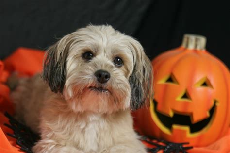 Vital Doggie Halloween Safety Tips To Take Note Of This October Pup Fans