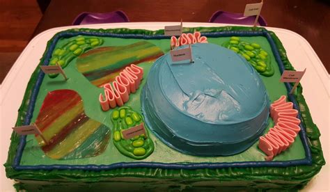 Plant Cell Cake Model My Daughter Made For Science Class