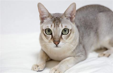Explore The Different Types Of Cats With Big Ears