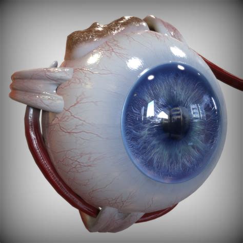 3d Other Eye Anatomy Vision