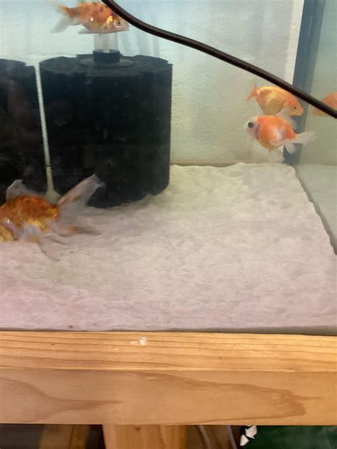 Goldfish Poop Rgoldfish
