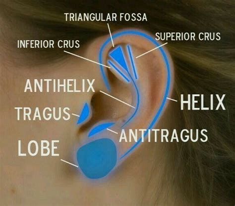 External Ear Incisura terninalis - Between tragus & Crux/Root of