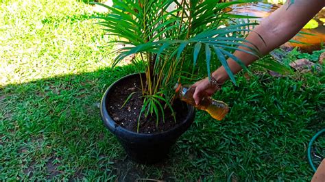 Beginners Guide To How To Grow And Care Areca Palm In 9 Simple Steps