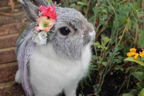 Animal With Flower Crown