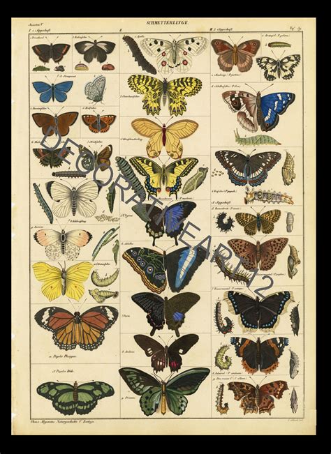 Entomology Print Morris Moths And Butterflies Antique 1872 Hand Colored