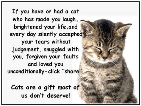 Let us help you choose the perfect gift for a cat lover or the cat loving office coworker in your life. Cat Lover Quotes. QuotesGram