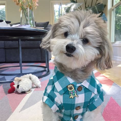 Pug Pin Fashion For Dogs By Dog Threads Stylish Dog Clothes Cute Dog