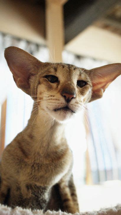Oriental Shorthair Cat A Comprehensive Guide To Understanding