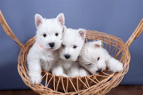 How To Take Care Of A Westie Puppy Ten Helpful Tips