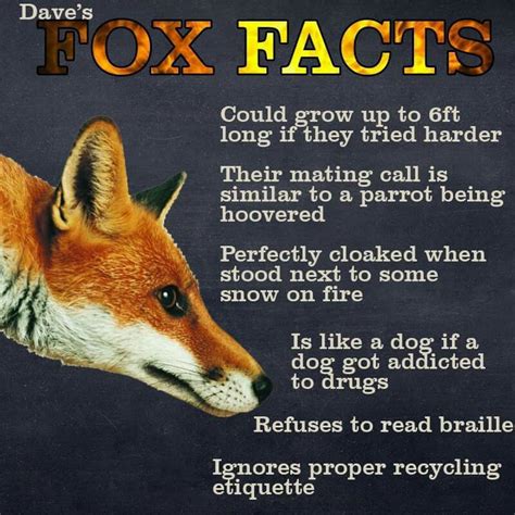 Facts About Foxes Wtf Lol Fox Memes Funny Memes Hilarious Fox Facts