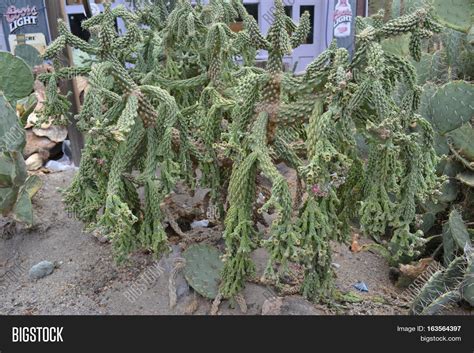 Droopy Cactus Seen Image And Photo Free Trial Bigstock