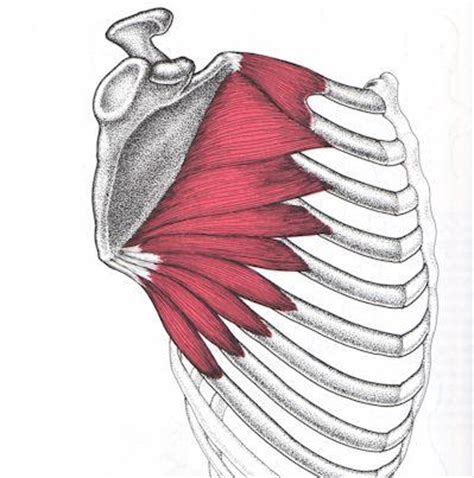 Did you know the rib cage plays a role in posture alignment? Muscle Origin,Insertion,Action at University of Louisville - StudyBlue