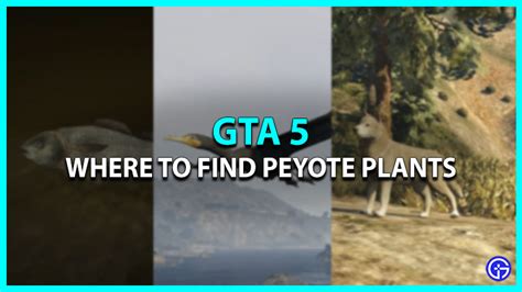 Where To Find All Peyotes Plant In Gta 5 Locations 2023