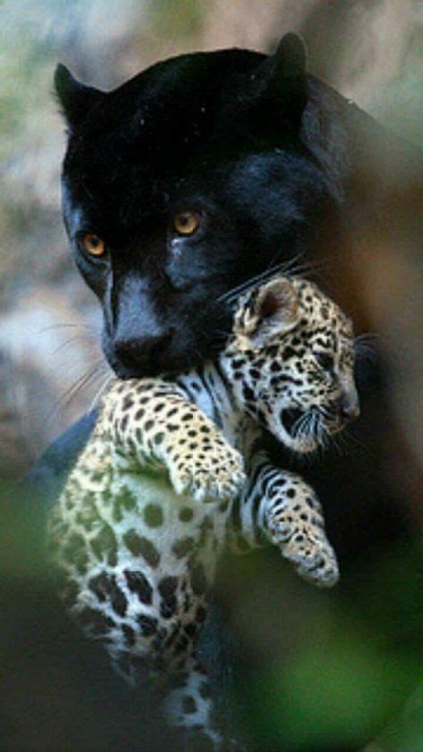 17 Ideas Baby Black Panther Cubs Animals