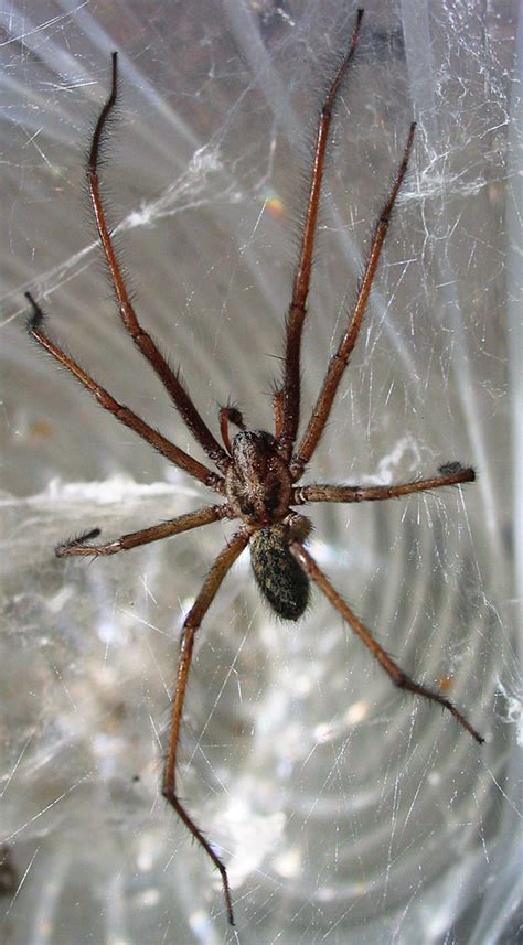 Ongoing research into an increasingly common spider species has found it can deliver bites that may require hospital treatment. Araña gigante de la casa - Giant house spider - qaz.wiki