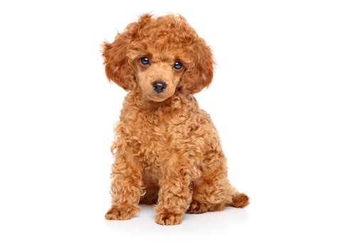 Mini poodles puppies for sale near me have curly, medium length, thick coats. Find Poodle Breeders & Puppies For Sale In California