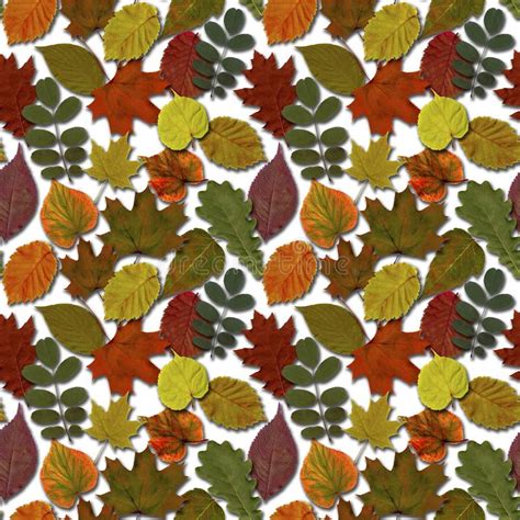 Fall Leaves Seamless Pattern Background Autumn Leaf Colorful Foliage