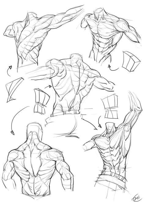 23 Anatomy Muscle Study Ideas In 2020 Anatomy Drawing Drawings