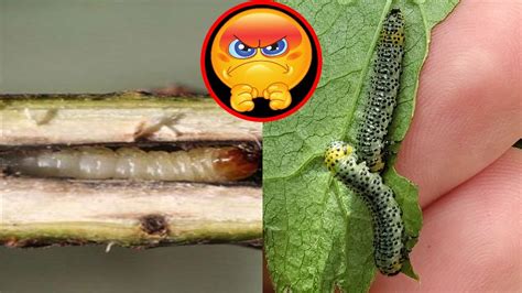 Two Currant Problems 2 Biggest Pests For Currants YouTube