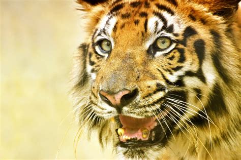 Angry Face Of Royal Bengal Tiger Panthera Tigris India Stock Photo