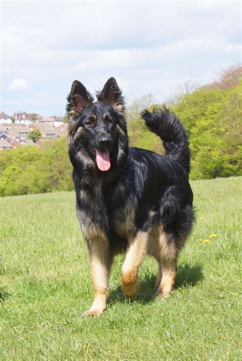 The visible difference remains the length and texture of the hair. Long Haired German Shepherd Puppies | Warlingham, Surrey ...