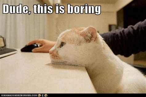 Dude This Is Boring Lolcats Lol Cat Memes Funny Cats Funny