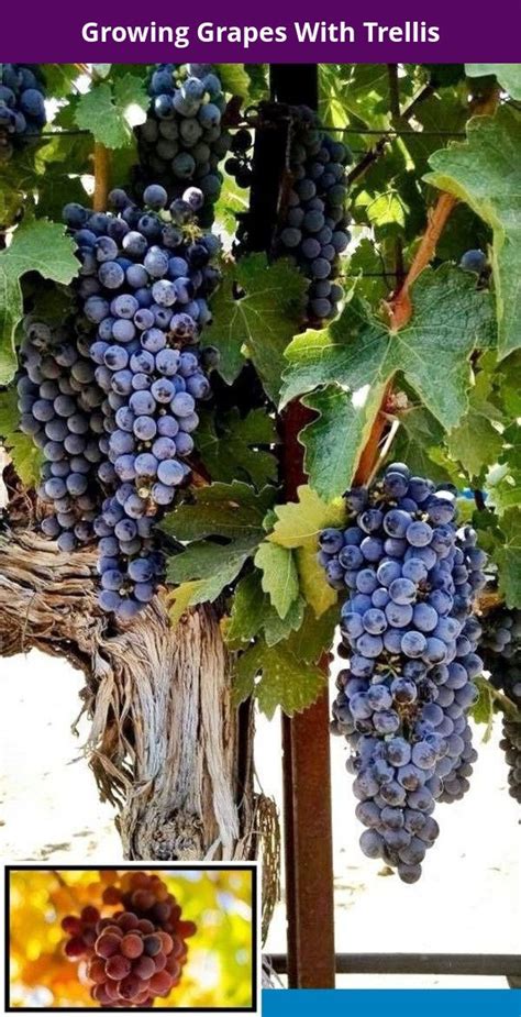 Where do you get grape seeds in runescape? Grow grapes from seeds and growing grape in container. in ...
