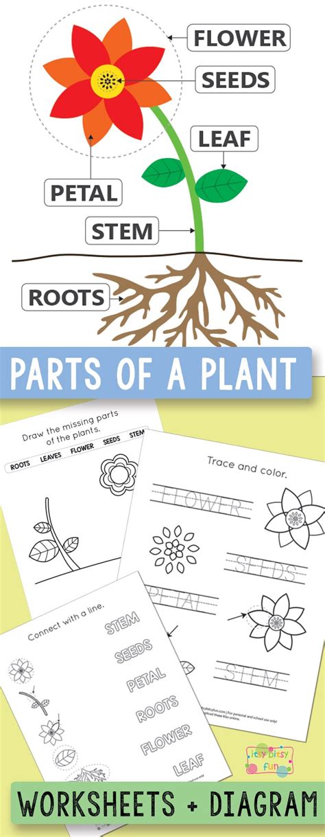 Free Printable Parts Of A Plant Worksheet Free Printable Templates