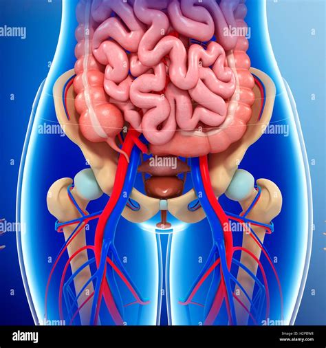 Illustration des organes pelviens féminins Photo Stock Alamy