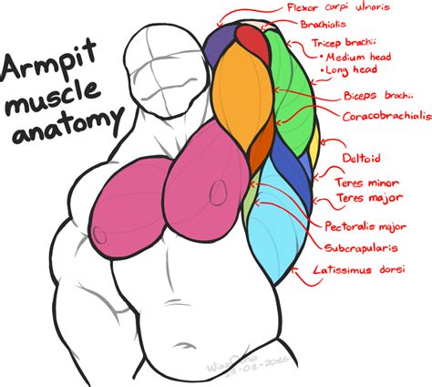 Aug 08, 2017 · biceps brachii is one of the main muscles of the upper arm which acts on both the shoulder joint and the elbow joint. Armpit muscle anatomy by WizzDono on DeviantArt