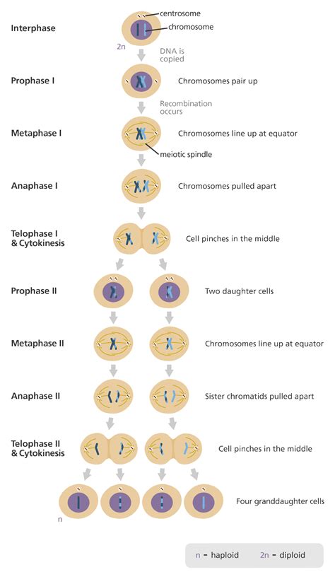 Meiosis Phases Stages Applications With Diagram 2023
