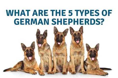 What Are The 5 Types Of German Shepherds Yolo Pooch
