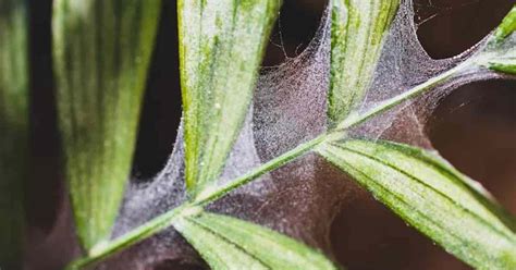 How To Get Rid Of Spider Mites On Palms