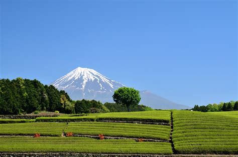 20 Best Things To Do In Mt Fuji Area Mt Fuji Bucket List Japan Web