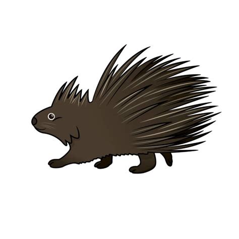 Crested Porcupine Stock Vectors Istock