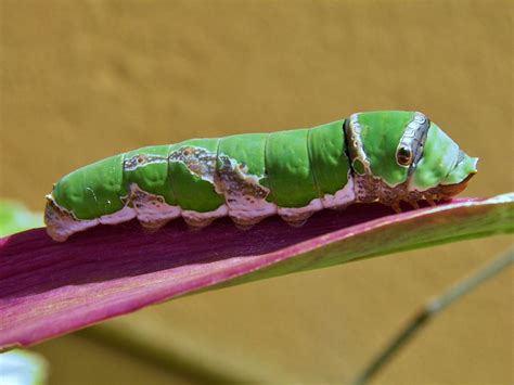 Big Green Caterpillar 3 Photograph By Werner Lehmann Fine Art America