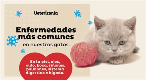 Enfermedades más comunes en Gatos Veterizonia