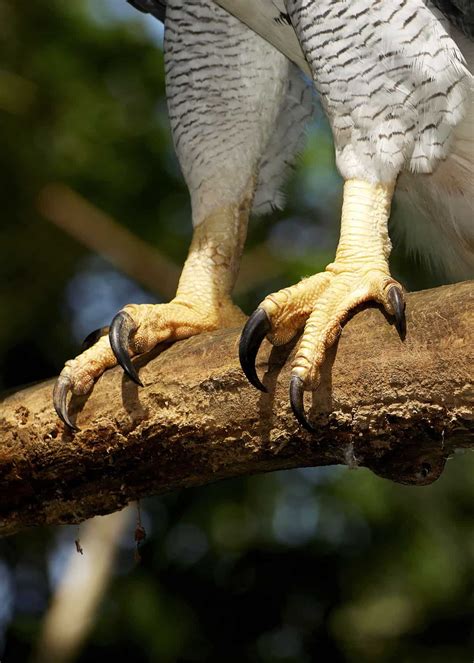 how big are harpy eagle talons the adult harpy eagle s talon is about 5 inches 13 cm to give