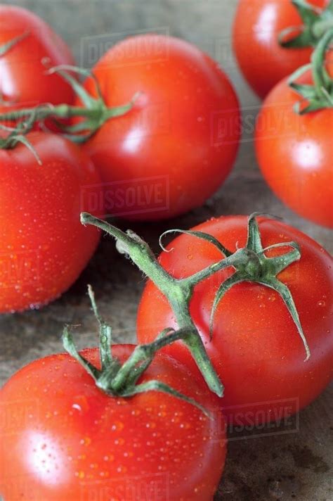 Fresh Vine Tomatoes Stock Photo Dissolve
