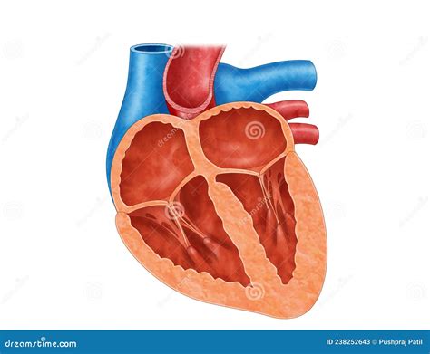 Cross Section Of A Human Heart Anatomy Stock Illustration