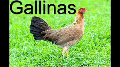 Gallinas Finas Seleccion Reproduccion Cria Razas Y Lineas Youtube